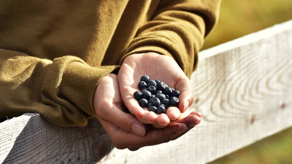 Bir avuç taze dağ yaban mersininin portresi