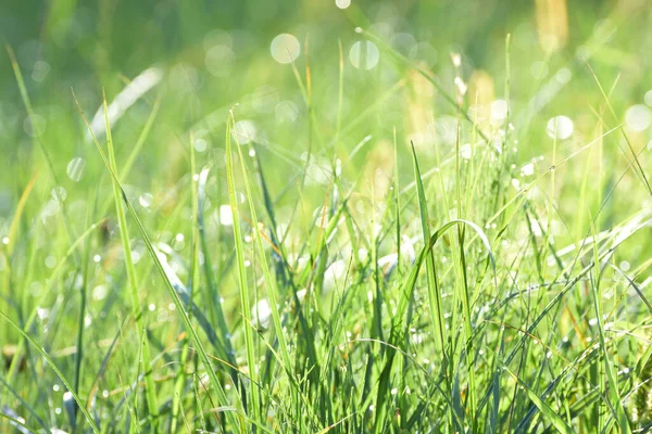 Morgon Dagg Blad Gräs — Stockfoto