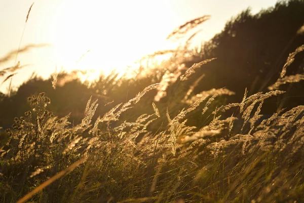 Steppe Gras Bij Zonsondergang Tegen Een Heldere Hemel — Stockfoto