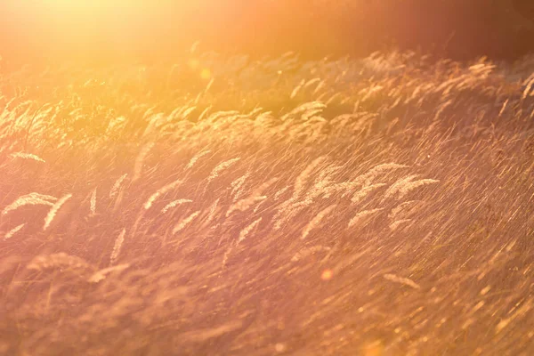 Steppe Gras Bij Zonsondergang Natuurlijke Lens Flare Kleur — Stockfoto