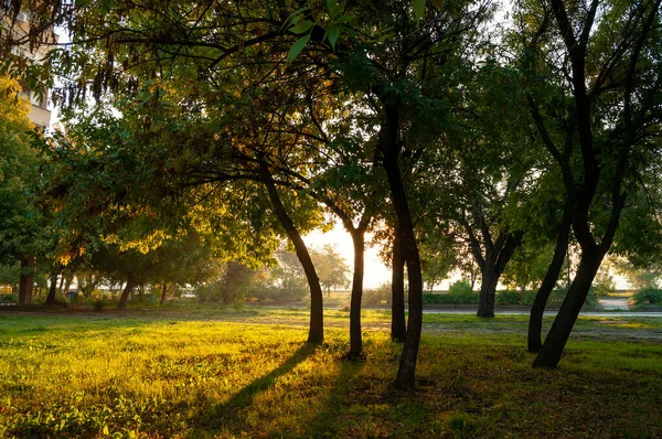 Ranní Podzimní Světlo Parku — Stock fotografie