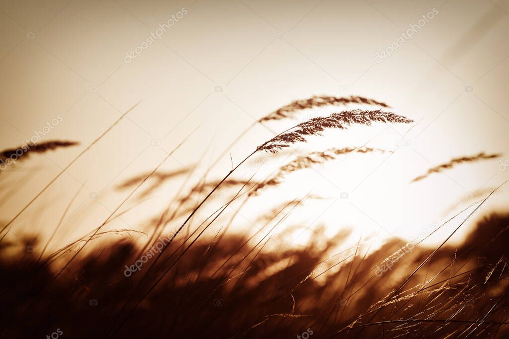 Steppe grass at sunset, dark vintage filter applied