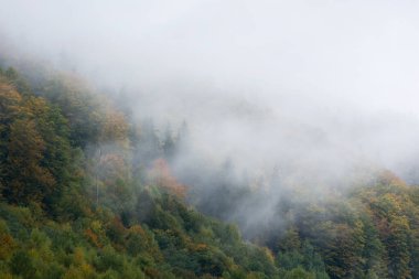 Sabahları sonbahar ormanını kaplayan sis..