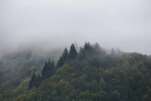 Niebla Que Cubre Bosque Abeto Por Mañana — Foto de Stock