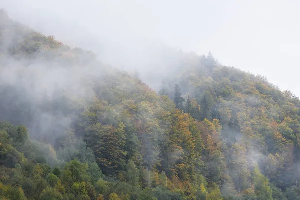 Ráno Mlha Pokrývající Podzimní Les — Stock fotografie