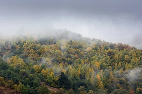 朝の秋の森を覆う霧 — ストック写真