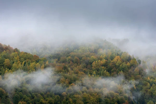 Niebla Que Cubre Bosque Otoñal Por Mañana — Foto de Stock