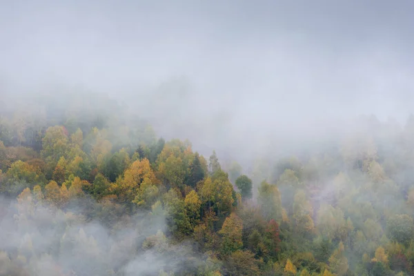 Mist Covering Autumn Forest Morning — Stock Photo, Image