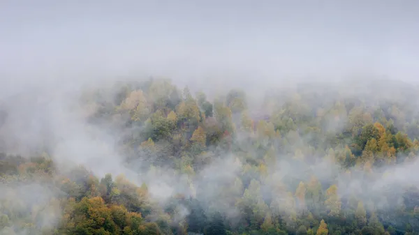 Mist Covering Autumn Forest Morning — Stock Photo, Image