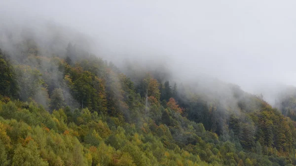 Dimma Som Täcker Höstskog Morgonen — Stockfoto