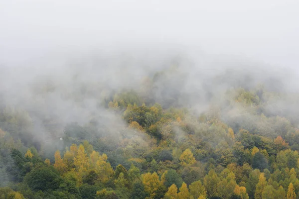 Névoa Cobrindo Uma Floresta Outono Pela Manhã — Fotografia de Stock