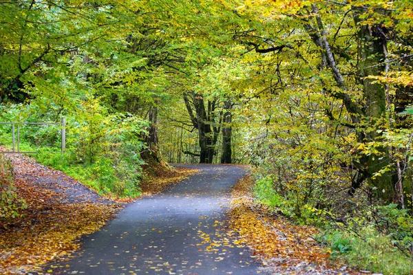 Autumn Landscape Asphalt Road Mostly Covered Leaves — Stock Photo, Image