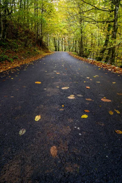 秋の風景 アスファルトの道路はほとんどの葉で覆われて — ストック写真