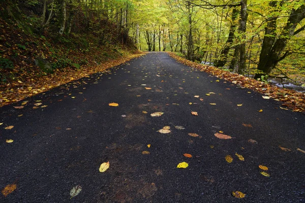 Podzimní Krajina Asfaltová Cesta Pokrytá Většinou Listím — Stock fotografie