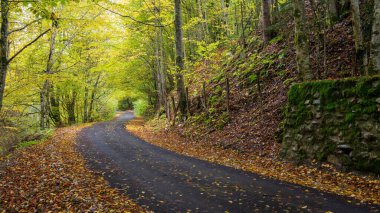 Sonbahar manzarası, asfalt yolu çoğunlukla yapraklarla kaplı.