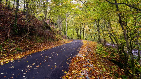 Autumn Landscape Asphalt Road Mostly Covered Leaves — Stock Photo, Image