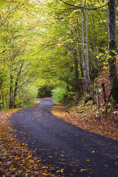Jesienny Krajobraz Asfaltowa Droga Pokryta Głównie Liśćmi — Zdjęcie stockowe