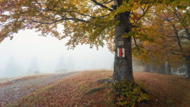 Sonbaharda sisle kaplı yalnız bir ağaç.