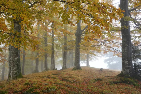 秋の森を覆う霧 — ストック写真