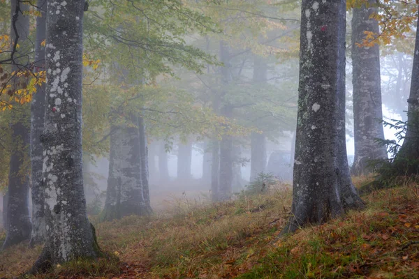 Туман Покриває Осінній Ліс — стокове фото