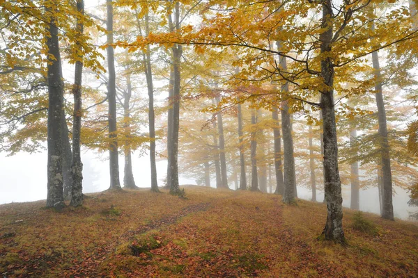 Туман Покриває Осінній Ліс — стокове фото