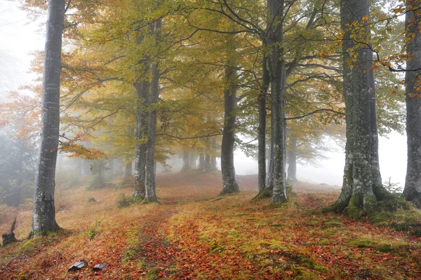 Nevoeiro Que Cobre Uma Floresta Outono — Fotografia de Stock