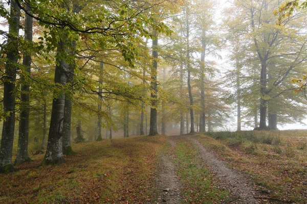 Colorido Bosque Otoñal Cubierto Niebla —  Fotos de Stock