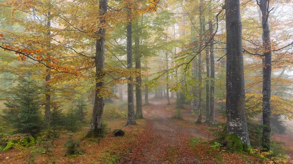 Colorata Foresta Autunnale Coperta Nebbia — Foto Stock