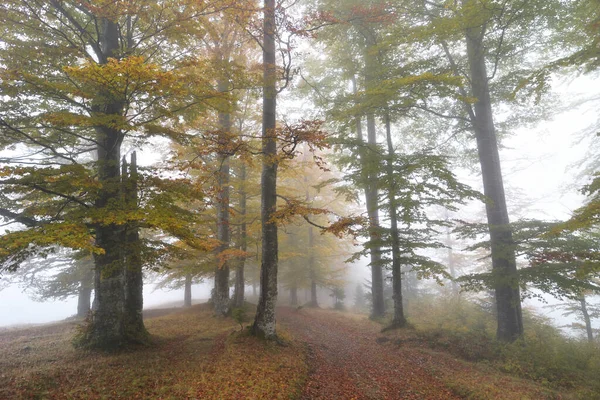 Kolorowy Jesienny Las Pokryty Mgłą — Zdjęcie stockowe