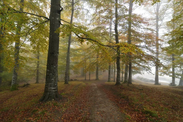 Kolorowy Jesienny Las Pokryty Mgłą Zdjęcia Stockowe bez tantiem