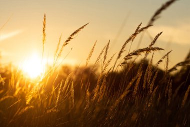 Gün batımında çimenler parlak bir gökyüzüne karşı