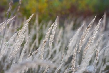 Gün batımında yeşil arka planda Steppe çimenleri
