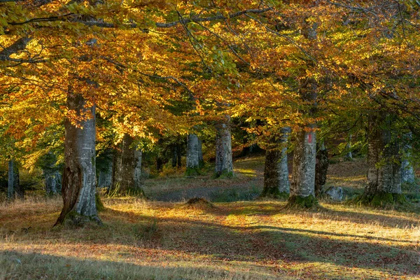 Morning Sunlight Mountain Forest Autumn — Stockfoto