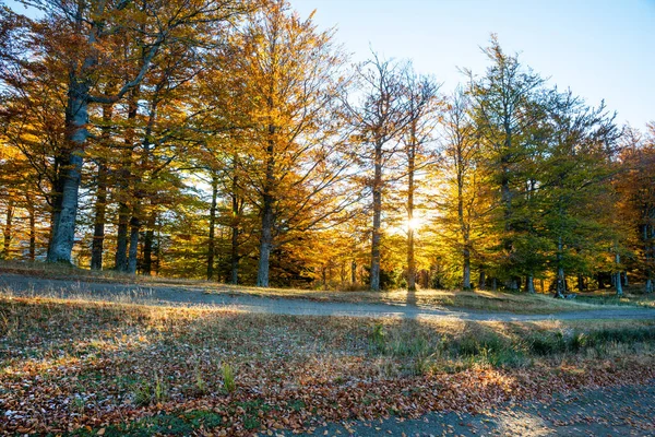 Morning Sunlight Mountain Forest Autumn — Stock Photo, Image