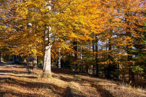 Podzimní Les Horách — Stock fotografie