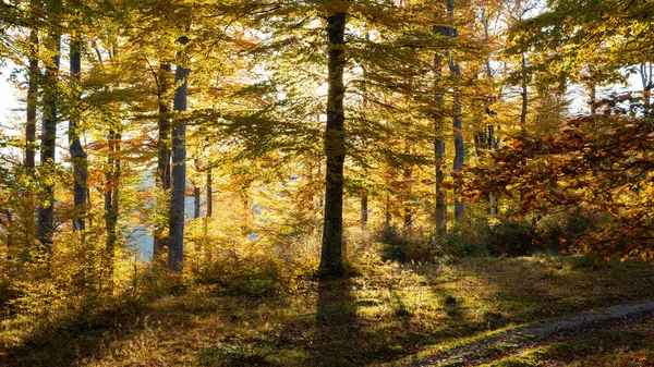 Golden Light Autumn Forest Mountains — Stockfoto