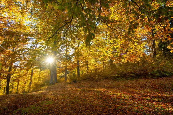 Sol Brilhando Através Uma Floresta Outono Pela Manhã — Fotografia de Stock