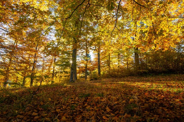 Luz Dourada Sobre Uma Floresta Outono Nas Montanhas — Fotografia de Stock