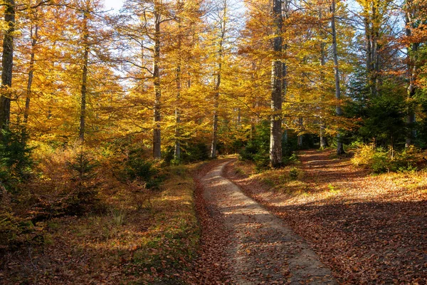 Caminho Através Uma Floresta Outono Nas Montanhas — Fotografia de Stock