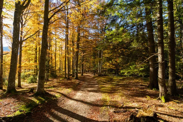 Pathway Autumn Forest Mountains — Stock fotografie