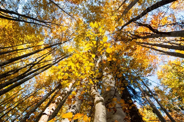 Hojas Otoño Contra Cielo Colores Brillantes —  Fotos de Stock