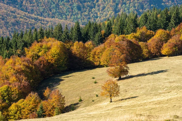 Autumn Landscape Golden Morning Light Forest — Stockfoto