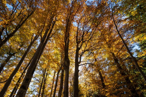 Barevný Podzimní Les Siluetami Stromů — Stock fotografie