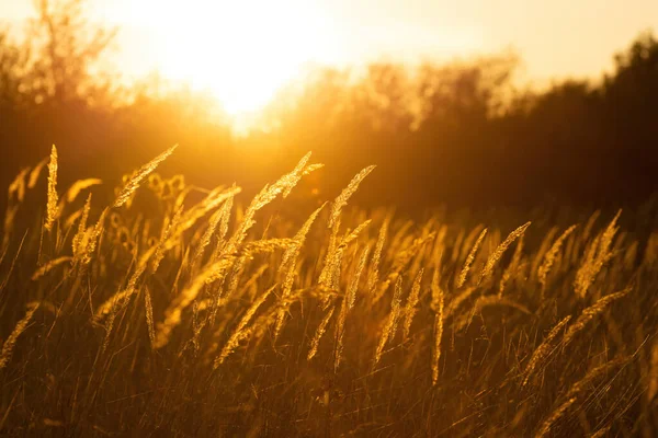 Steppe Grass Sunset Bright Sky — Stock fotografie