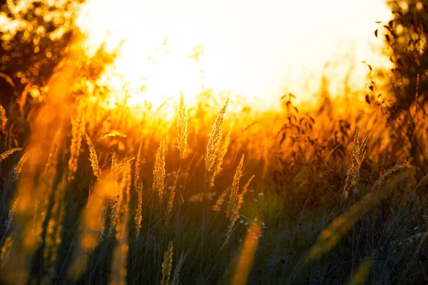 Steppe Grass Sunset Bright Sky — Stock fotografie