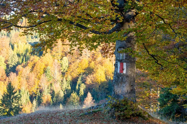 Morning Sunlight Mountain Autumn Forest Zdjęcie Stockowe