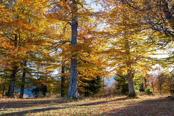 Mountain Forest Autumn Orange Colors Obrazy Stockowe bez tantiem