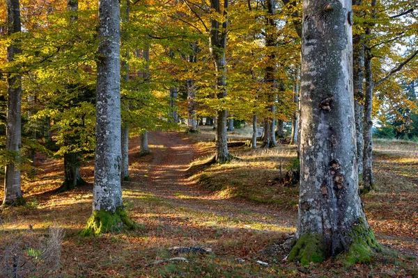 Pathway Autumn Forest Mountains Obraz Stockowy