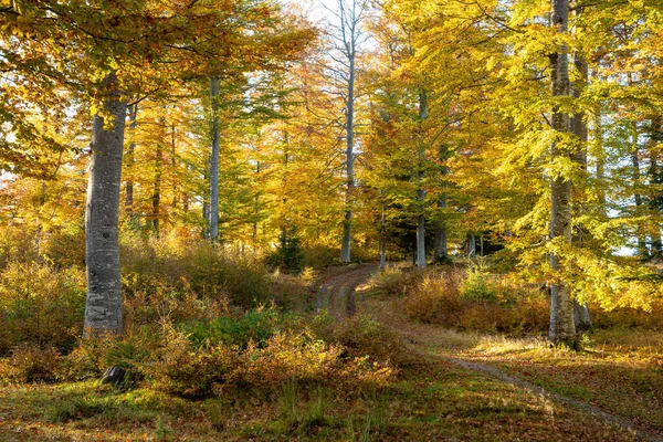 Morning Sunlight Mountain Forest Autumn Zdjęcia Stockowe bez tantiem