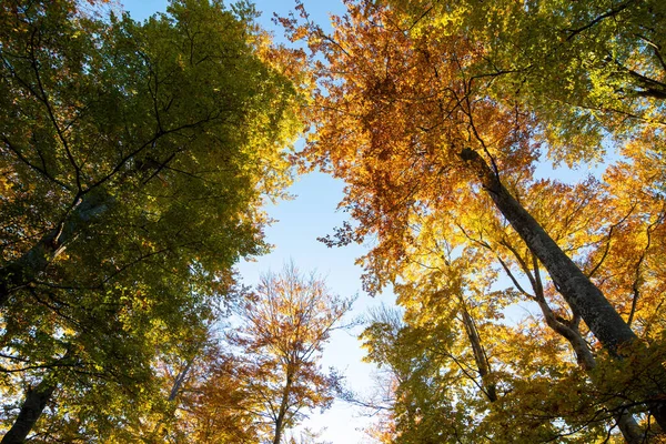 Jesienny Las Przeciwko Błękitnemu Niebu Obrazy Stockowe bez tantiem